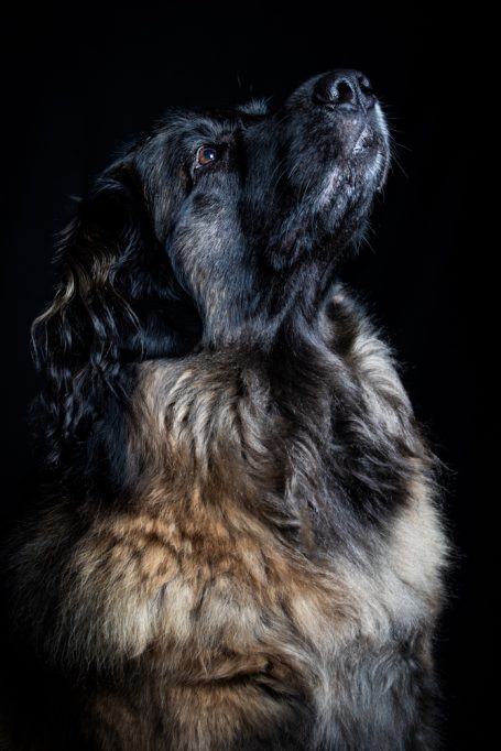 Tierportrait Schwarzer Hund mit langem Fell, schaut nach oben, auf dunklem Hintergrund.